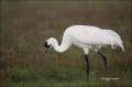 Whooping-Crane;Crane;Florida;Southeast-USA;Grus-americana;Endangered-Species;One